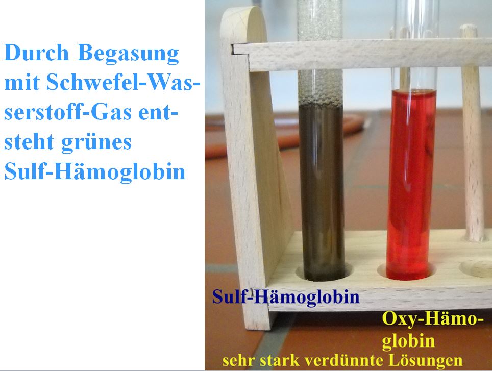 Sulf-Haemoglobin d. H2S ist gruen