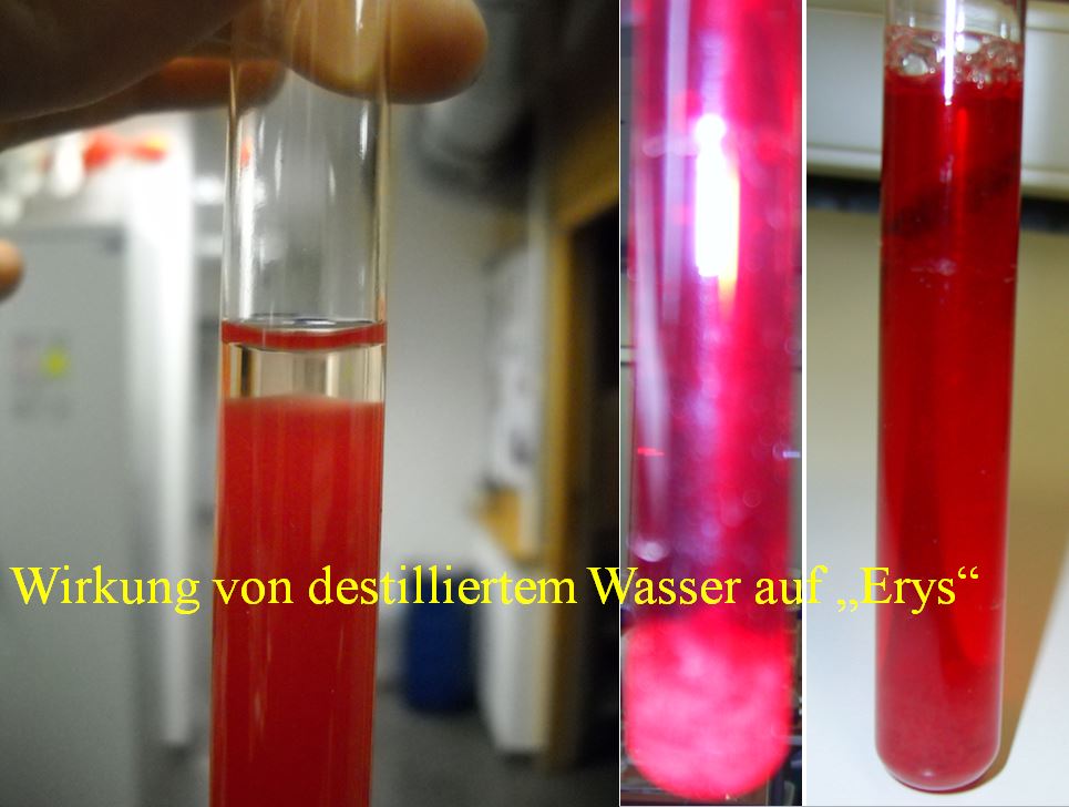 Wirkung von destilliertem Wasser auf rote Blutkoerperchen